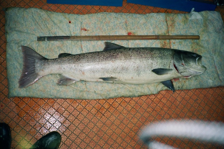 原田魚類ハクセイ （剥製）